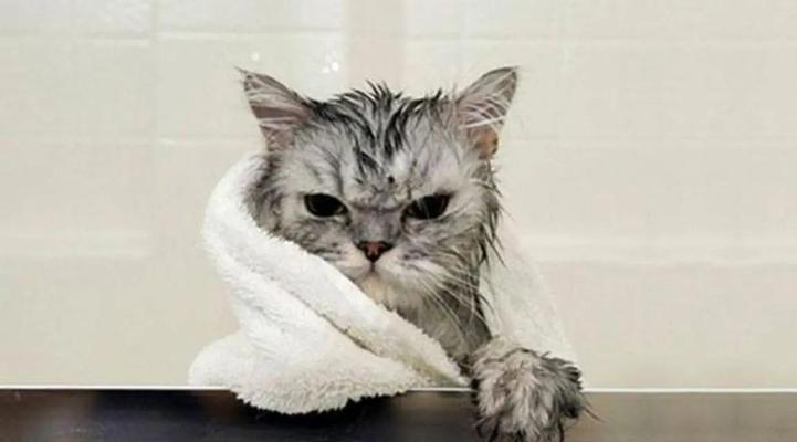 给猫洗澡的注意事项（如何正确给猫洗澡）