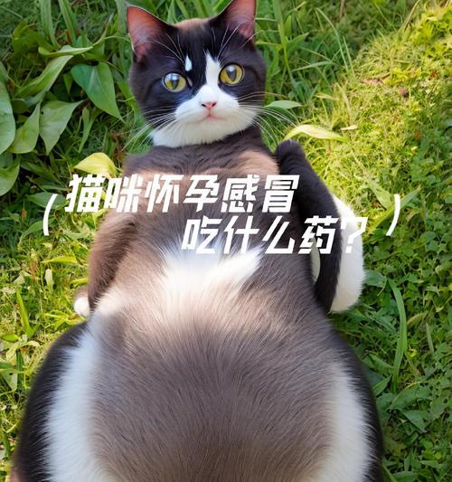 控制猫行为的药物选择（了解药物治疗猫行为问题的选项及其效果）