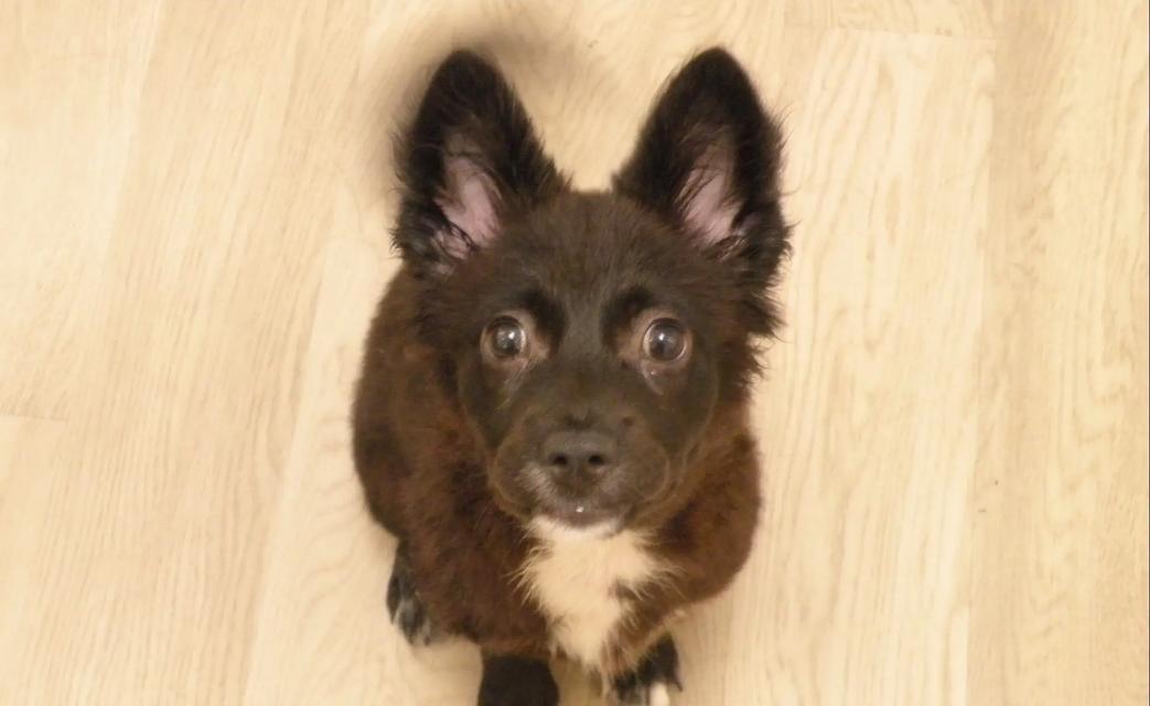 选择一只适合你的狗狗（如何根据需求和条件选择一只适合自己的狗狗）