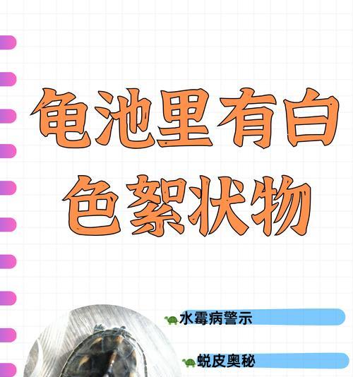 乌龟水质控制的重要性（保持水质健康，让乌龟快乐生活）