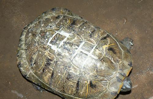 大乌龟的饮食习性及适宜食物选择（大乌龟的食物来源和营养需求解析）