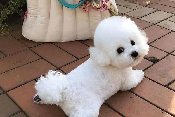 比熊尴尬期（探究比熊尴尬期的原因、特征及应对方法）