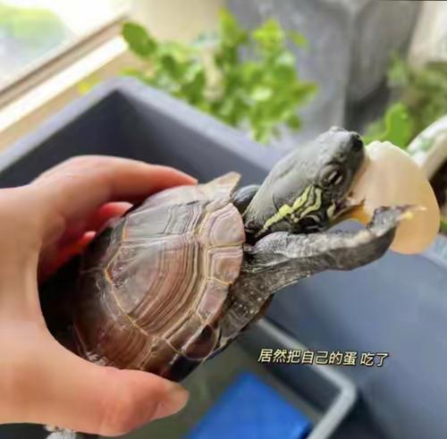 以巴西龟生蛋的地点与习性（探索巴西龟独特的繁殖行为及其所选择的地点）