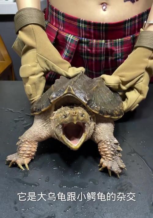 小鳄龟的饮食禁忌（宠物小鳄龟要远离这些食物，以免引发健康问题。）