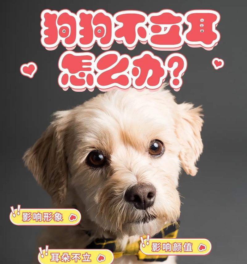 狗狗立耳（为什么狗狗的饮食对立耳有重要影响？）