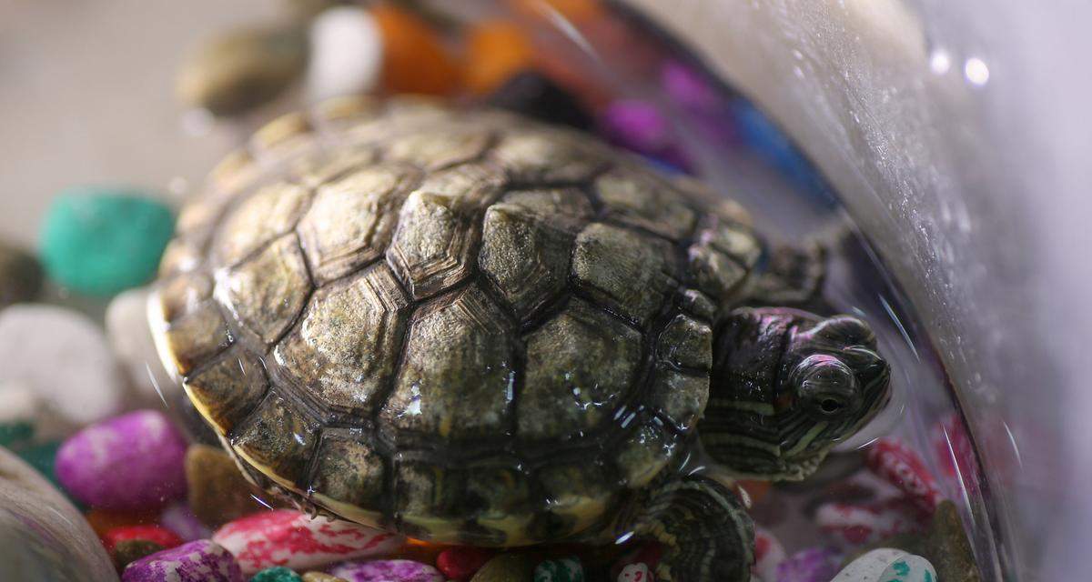 小乌龟的饮食之谜（揭秘极小乌龟的奇特饮食习性）