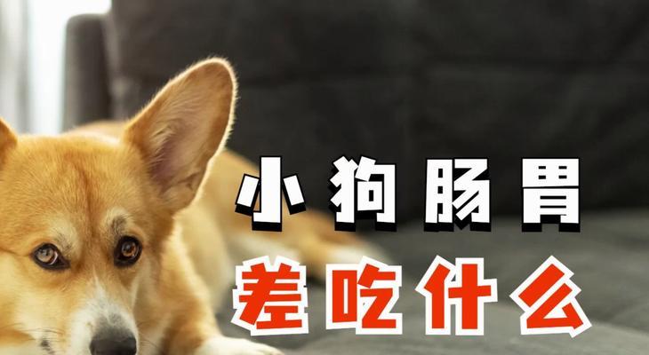 了解狗狗的肠胃宝——肠胃宝的功效与使用方法（维护狗狗健康的关键，肠胃宝！）