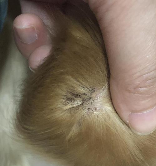 揭秘狗狗窝血的症状和处理方法（狗狗窝血的危险性及急救措施）