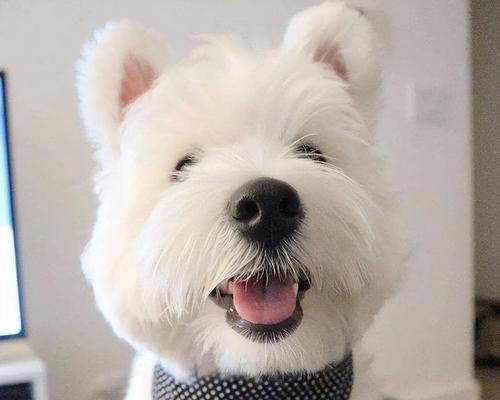 以西高地梗的多彩世界（探寻以西高地梗世界中的各色光影）