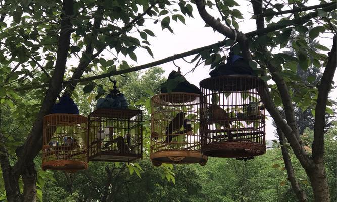 选择合适的时机养鸟（了解养鸟的最佳时机和注意事项，让宠物鸟健康快乐）