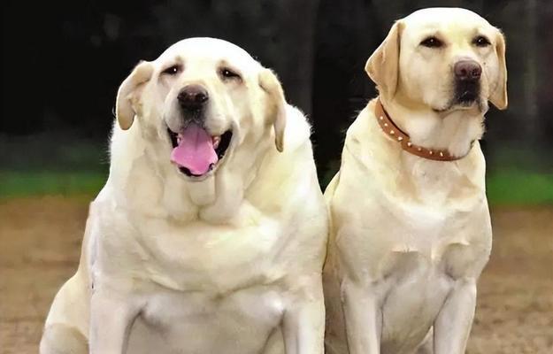 拉布拉多犬的快速生长之道（科学饮食与适当锻炼助力犬只健康成长）