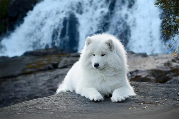 狗狗肠鸣音很响是怎么回事？