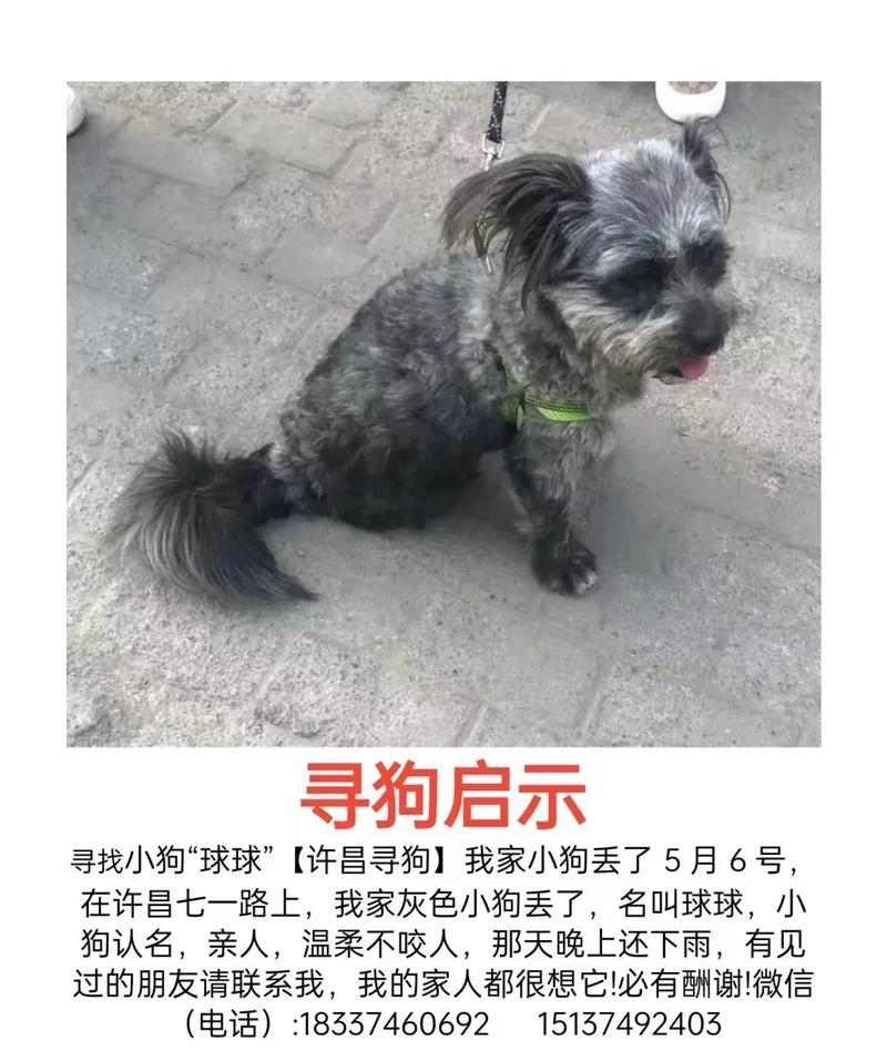 狗狗为什么不叫？（探究狗狗不叫的原因及解释）