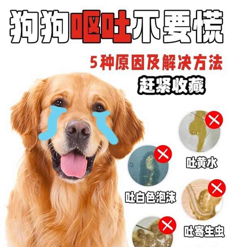 狗夏天呕吐的原因及预防方法（探究狗夏天呕吐的原因，帮助狗主预防问题）