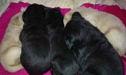 母狗怀孕流黑色液体的原因及处理方法（为什么母狗怀孕会出现流黑色液体？如何正确处理？）