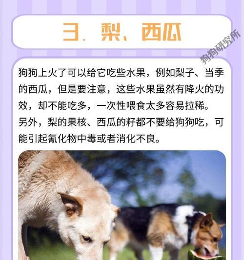 狗的快速生长之谜（探秘狗狗食量与体重成正比的原因，揭示幼犬成长的秘密）
