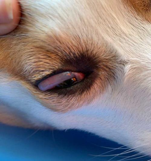 探秘狗眼睛中的神秘蓝色（揭开狗眼睛蓝色之谜，神秘色彩的由来与意义）