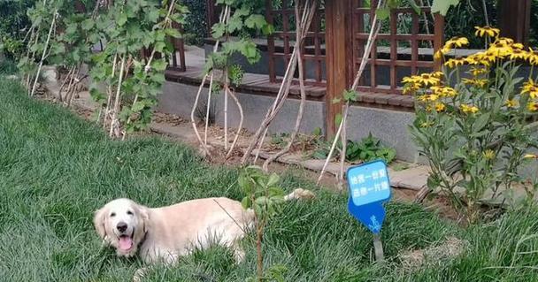 狗狗翻肠打什么针？（保护你的宠物免受常见疾病的侵害）