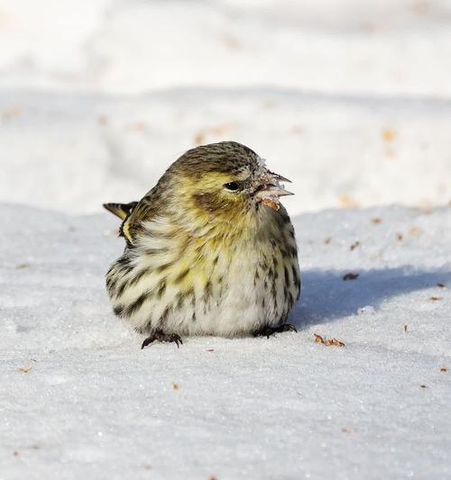 黄雀的命运（被天敌捕食的悲剧）