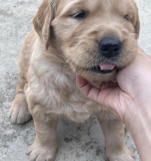 金毛配种空窝的原因及解决方法（了解金毛配种空窝的原因，探索解决之道）