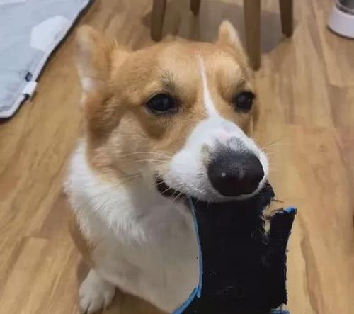 探究狗咬人的原因（为什么狗会咬人？如何预防狗咬人事件的发生？）