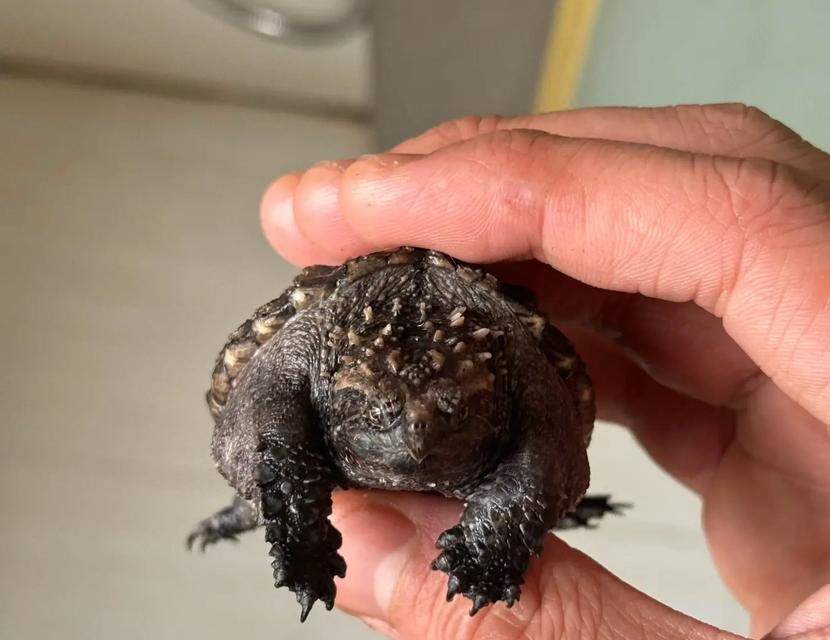 大鳄龟的营养需求与食物选择（以大鳄龟吃什么有营养为主题的深入探讨）