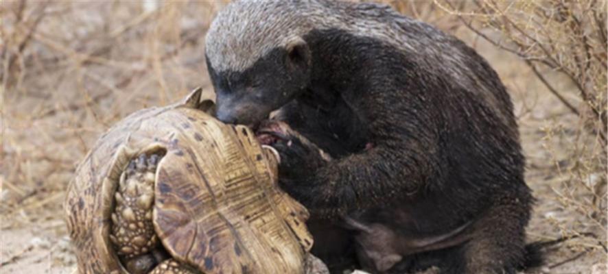 大鳄龟冬眠的好处（为什么大鳄龟冬眠？）