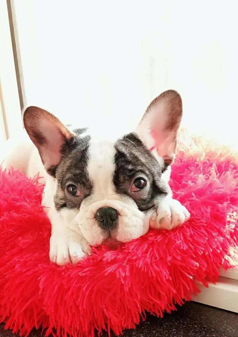 以法斗黑白花的理想搭配及养护方法（打造迷人的黑白法斗，关键是选对配种和合理养护）