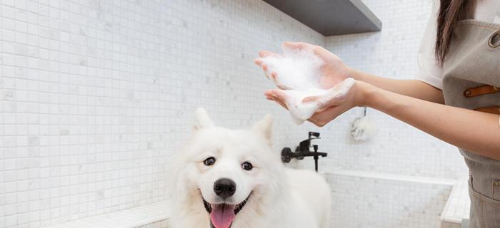 萨摩耶洗澡注意事项（如何给你的萨摩耶洗澡？）