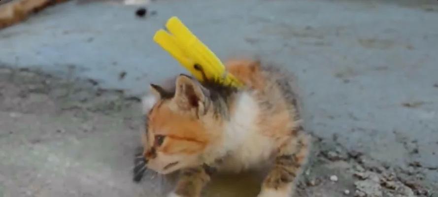 抓住猫的颈部为什么能使其一动不动？（颈部控制）