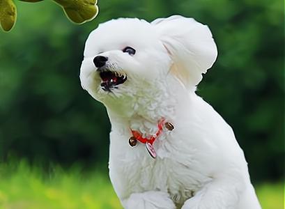 选择合适的宠物狗购买指南（如何选择适合自己的宠物狗，让它成为你的忠实伙伴）