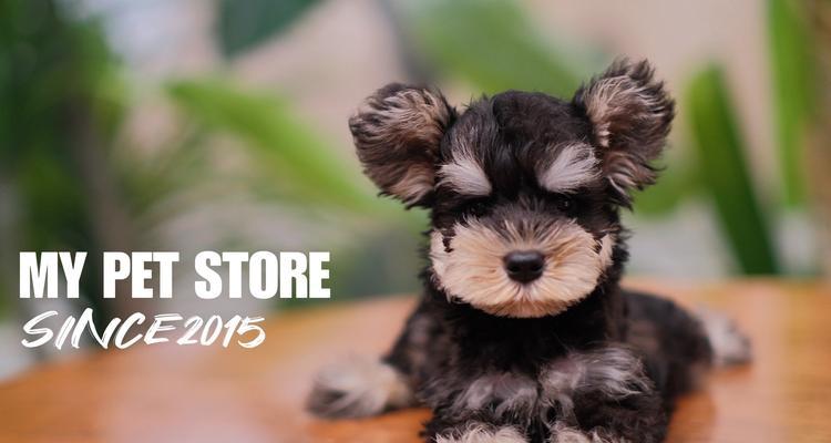 雪纳瑞生完宝宝该吃什么水果？（为了雪纳瑞的健康，选择适宜的水果是关键）