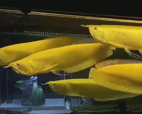 以银龙喂养的鱼类上浮繁荣（饲养银龙，助您打造绚丽的水族世界）