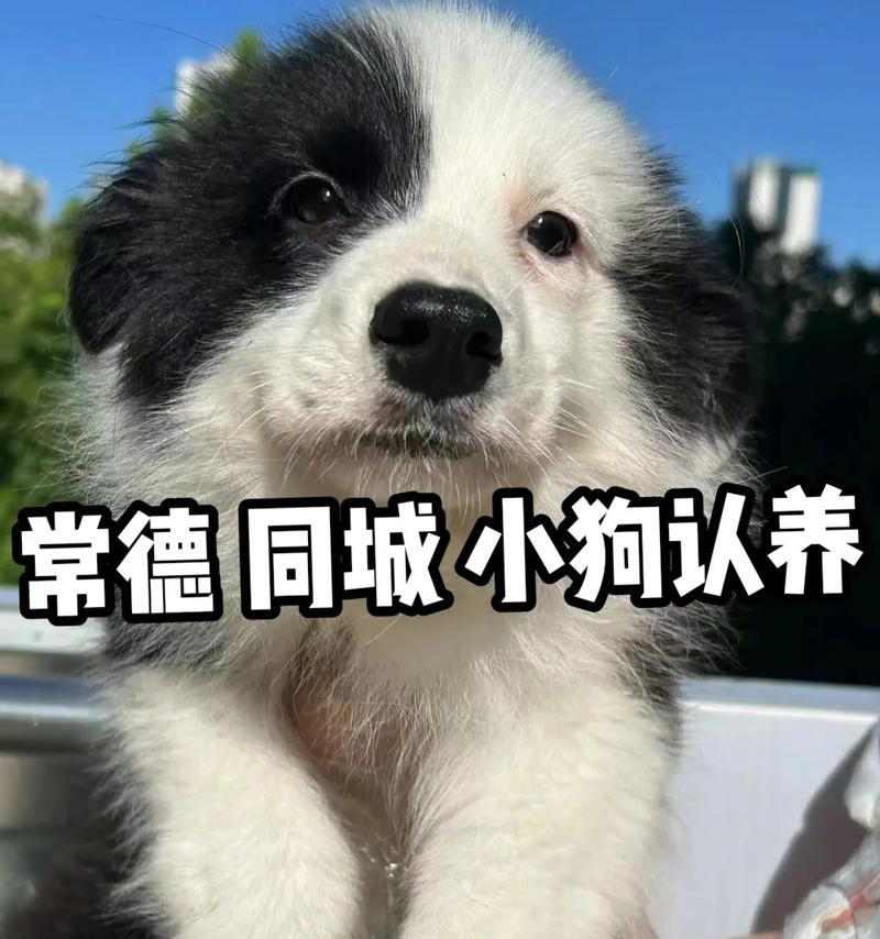 小狗为什么会抖？（探究小狗抖动的原因及其影响）