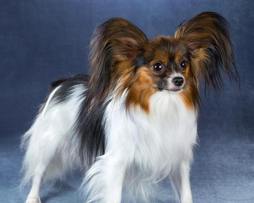 吉娃娃三个月食谱指南（宝宝健康成长的关键）