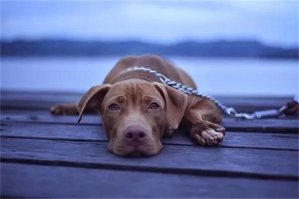 狗狗患上自闭症怎么办？