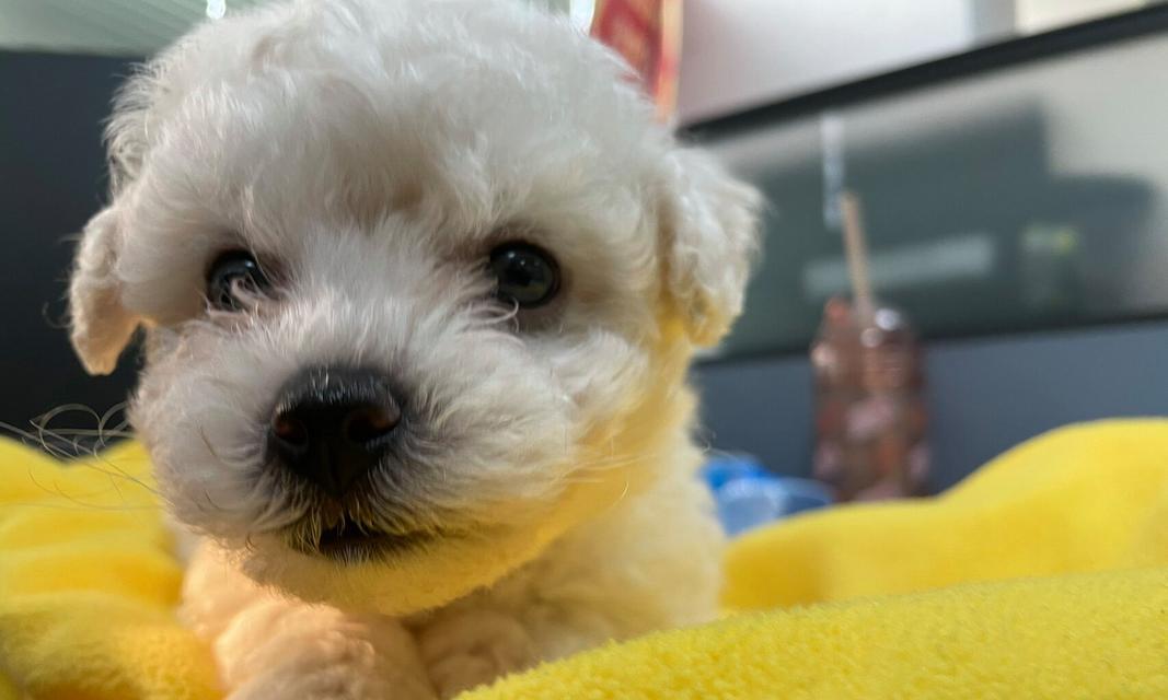 成年比熊的掉毛周期和原因（了解比熊掉毛的时间和原因，做好毛发护理）