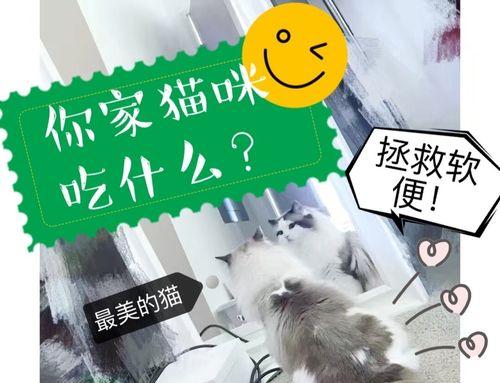 猫受伤后的饮食护理（为受伤猫提供适当的食物是关键）