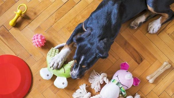 养狗新手必备家具选购指南（为你的爱犬打造舒适的家居环境，提供）