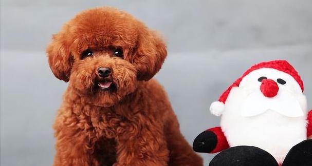 以泰迪犬4斤6两是什么体型？（探索泰迪犬的迷人体型及其特点）