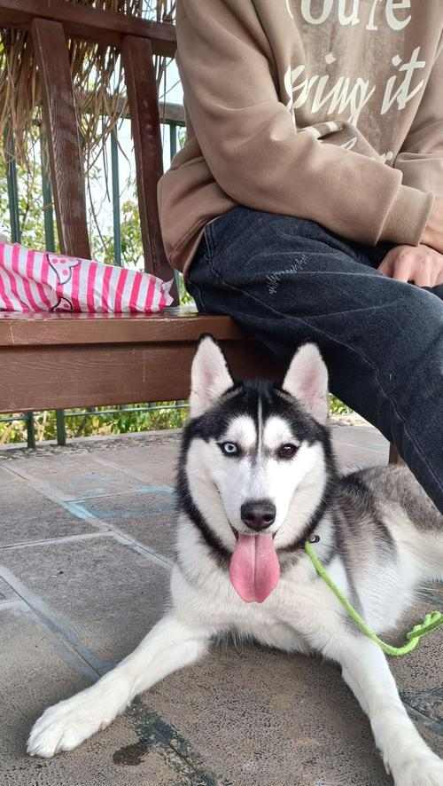 二哈眼睛的多彩世界（揭秘二哈眼睛颜色之谜）