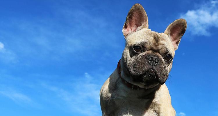 蓝色法牛与自然色系的完美搭配（展现独特魅力的时尚之选）