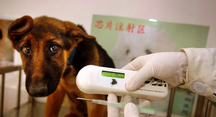 幼犬打芯片的必备证明与程序（保护宠物安全与健康的重要举措）