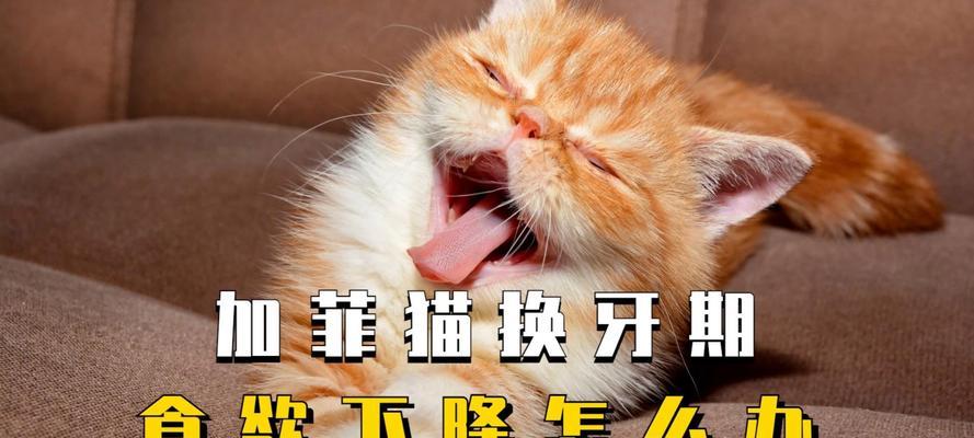 猫春天食欲下降的原因（探究猫咪在春天食欲下降的可能原因及应对措施）