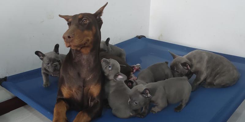 杜宾犬为何不能打？（揭秘杜宾犬打架禁忌与危害）