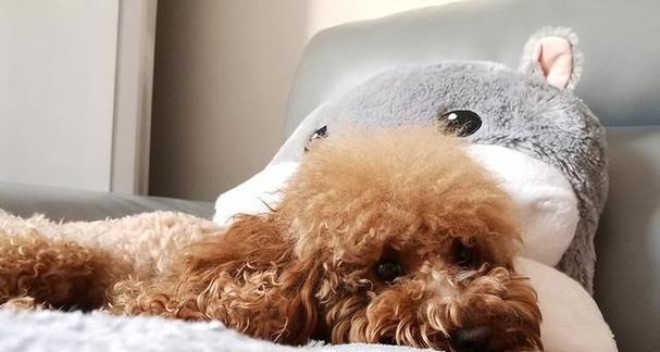 以泰迪配上有什么表现（探究泰迪犬与其他宠物相处时的行为特点）
