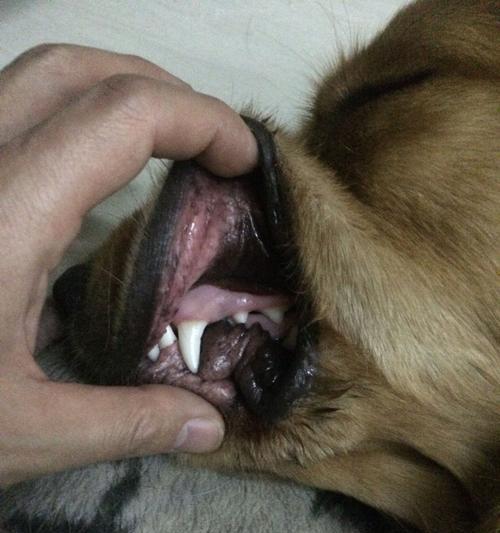 金毛为什么不吃东西老是呕吐？（探究金毛食欲减退和呕吐的原因以及治疗方法）