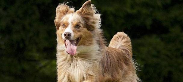 选择什么宠物狗狗？（寻找最适合你的毛茸伴侣）