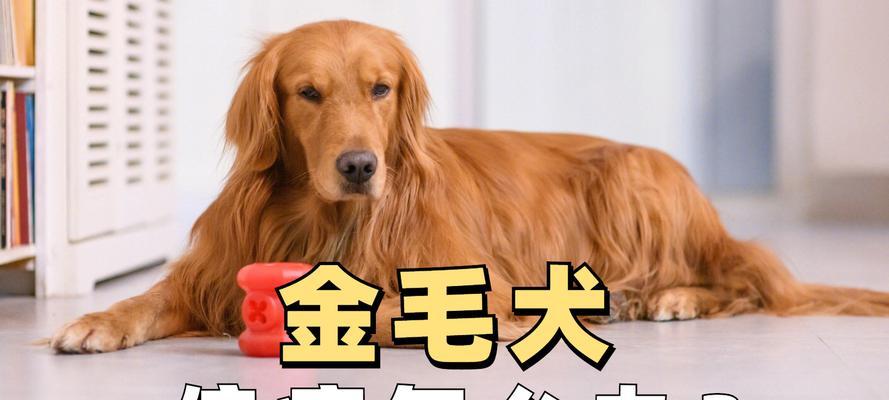 金毛幼犬的消炎药物选择（了解金毛幼犬消炎药的类型和用途）