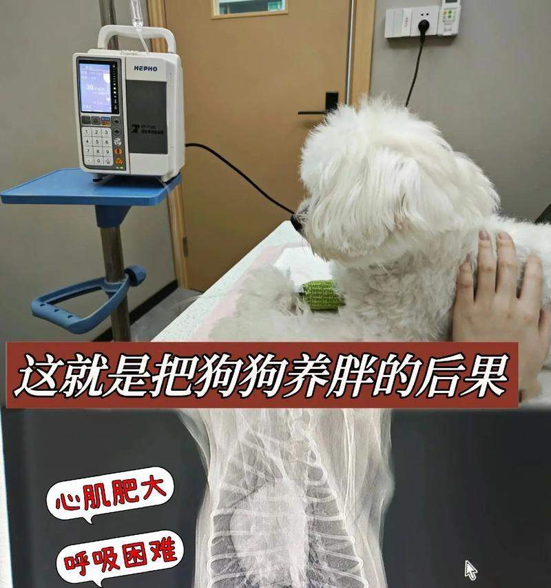 让你的狗变胖的食物（为你的宠物犬提供增肥的健康饮食）